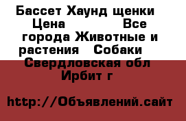 Бассет Хаунд щенки › Цена ­ 20 000 - Все города Животные и растения » Собаки   . Свердловская обл.,Ирбит г.